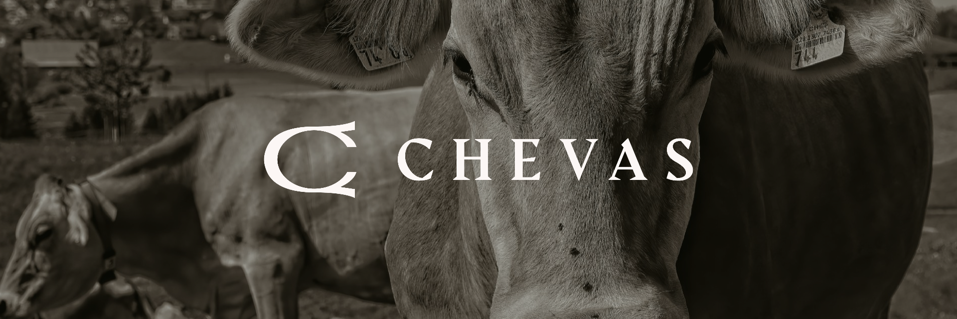 Chevas — cattle at pasture